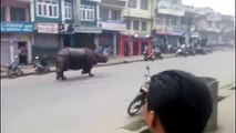 OMG!!! Rampaging RHINO Chasing People On Streets In Nepal - Video Dailymotion