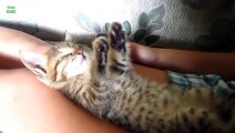 Funny Cats Sleeping in Weird Positions Compilation 2014 [HD] (Liv_StevenG1)