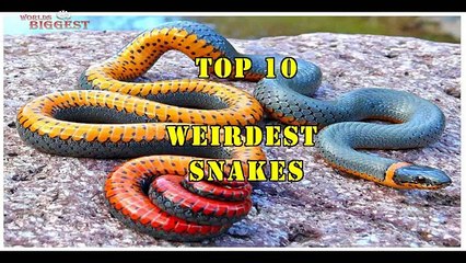 Top 10 Weirdest Snakes - Animal Video -