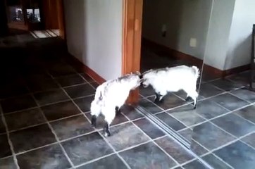 Baby goat sees herself in the mirror.