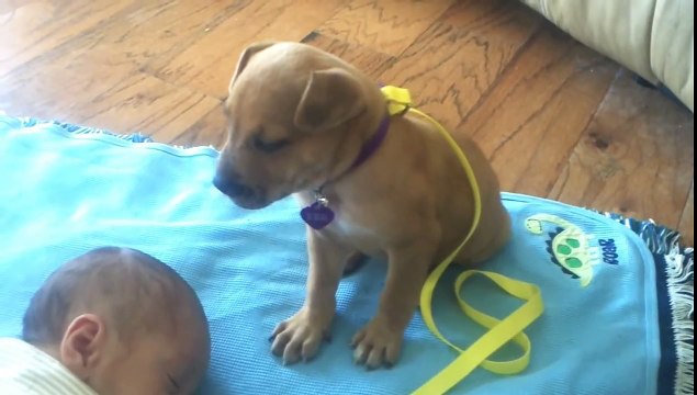 Sleepy Puppy falls asleep on baby