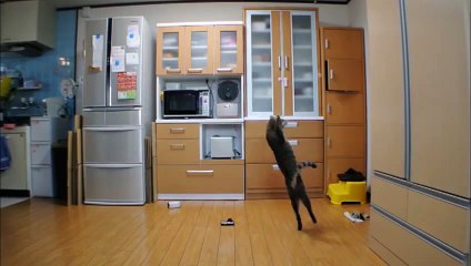Gato Guarda-redes (Goleiro)