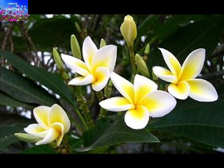 CHAMPA AMAR OGO SHONO TARUN BANDOPADHYAY