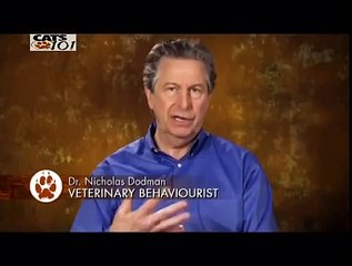 CATS 101 - Russian Blue [ENG]