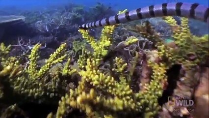 Worlds Deadliest - Eagle Attack - Animal Fighting Video