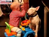 köpek bebeğe nasıl şefkatli davranıyor