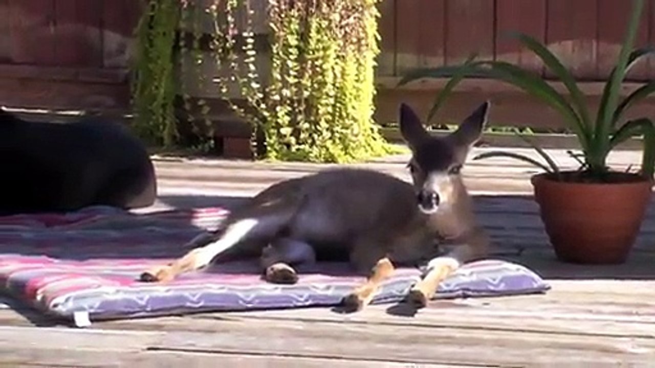 Chien surprenant