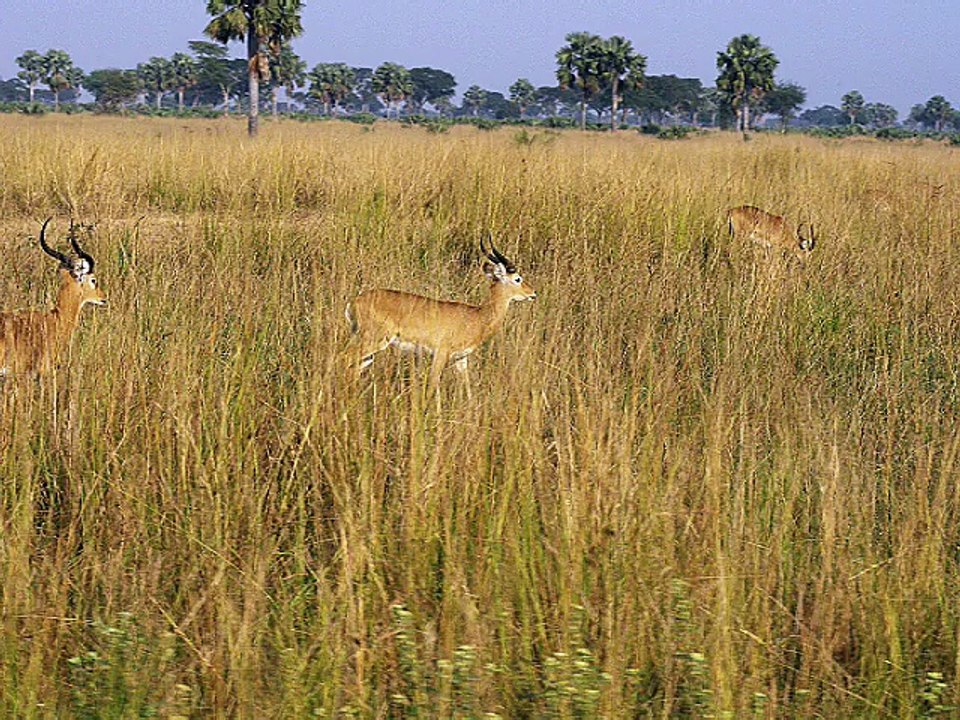 Les gazelles