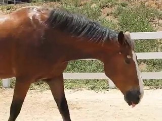 Ce Cheval va faire le plus gros Pet que vous n'ayez Jamais Entendu