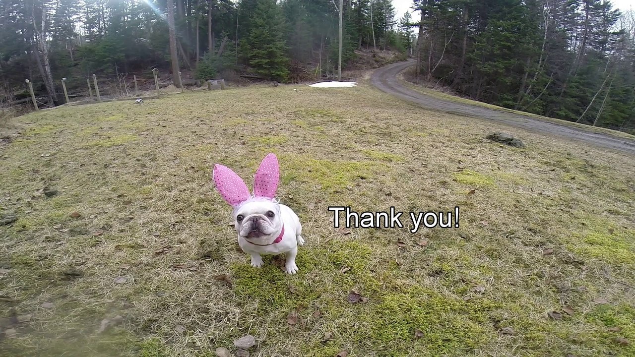 Easter Bunny Tryouts