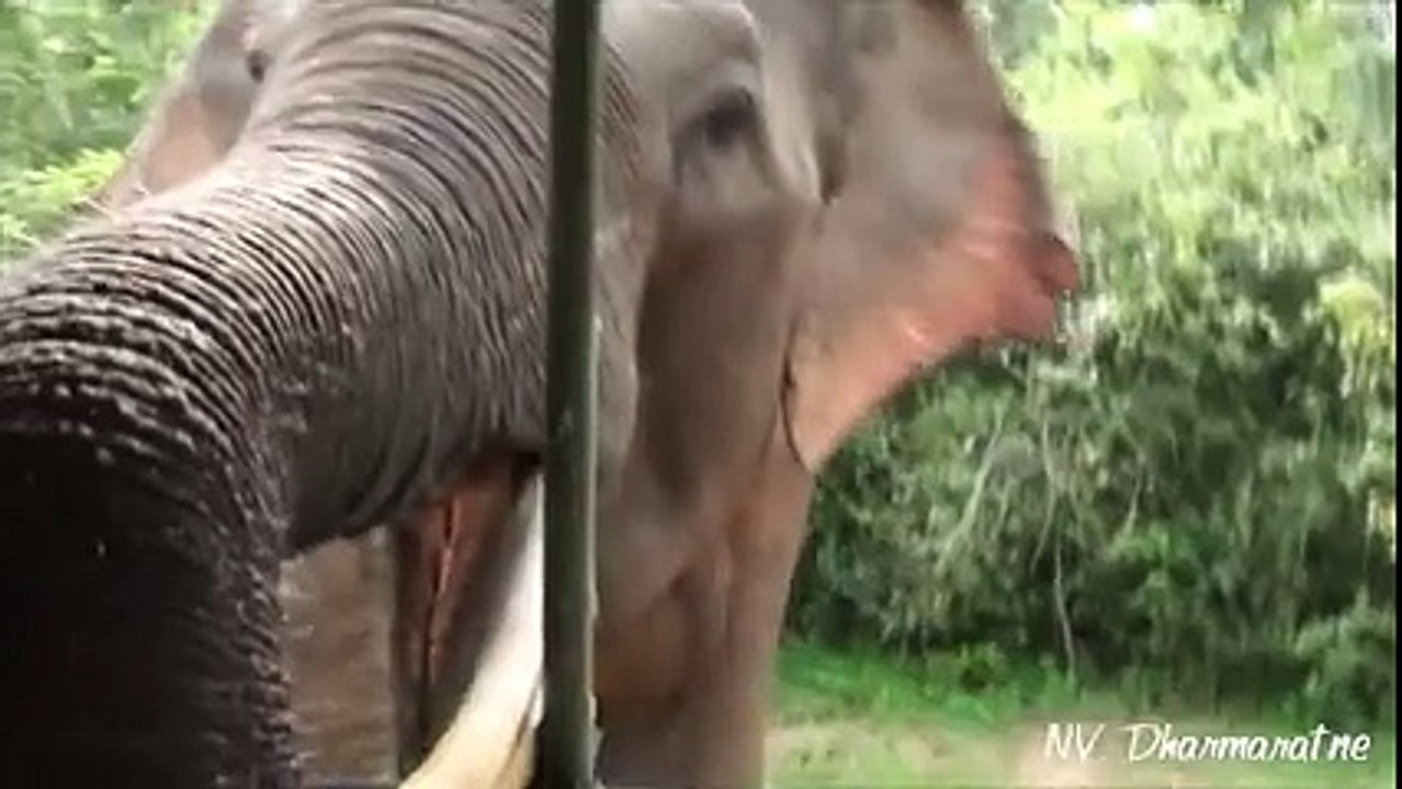 Elephant Attacked Lady Tourists..... by rafomac