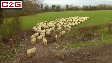 Un drone de berger pour gérer les moutons !