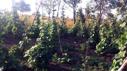 Vazhdon 2, fasulja ne Prapashtice