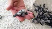 Des bébés tortues