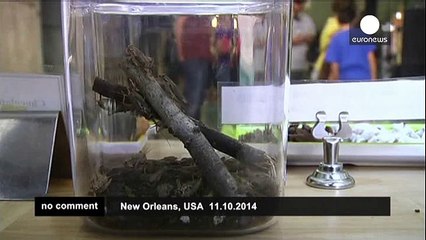 Chocolate-covered bugs served up at insect museum - no comment