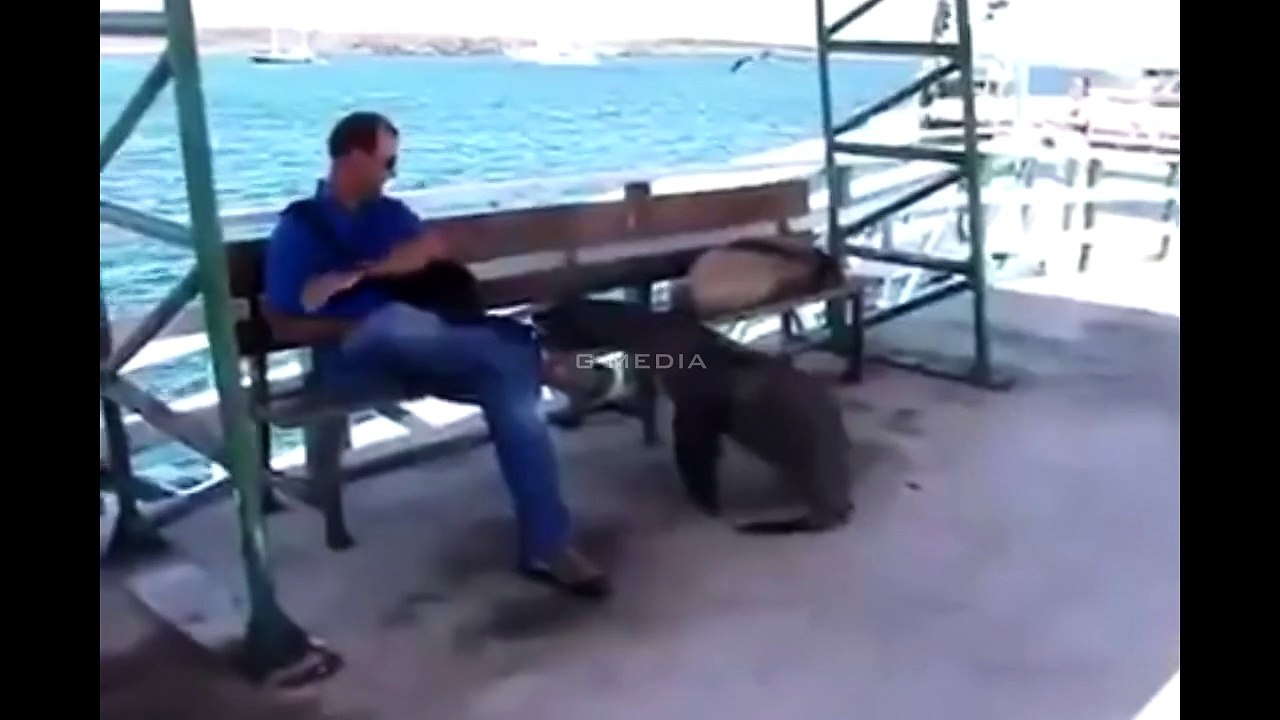 Funny Seal Pup Struggle To Climb - Must Watch