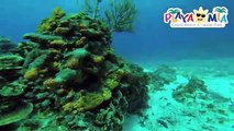 #Funtastic Snorkeling Tours in Cozumel by Playa Mia Double Reef Snorkel!