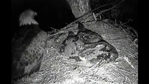 Decorah Eagles Raccoon at Nest Edge 5-01-12