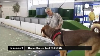 First indoor swimming pool for dogs - no comment