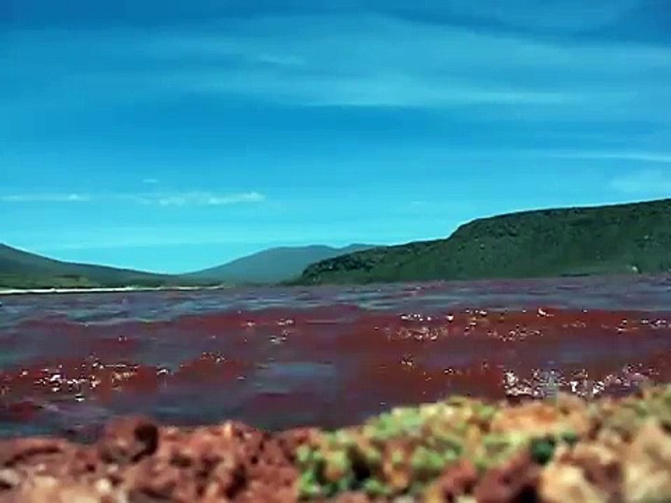 SIRENA DE LA LAGUNA ROJA