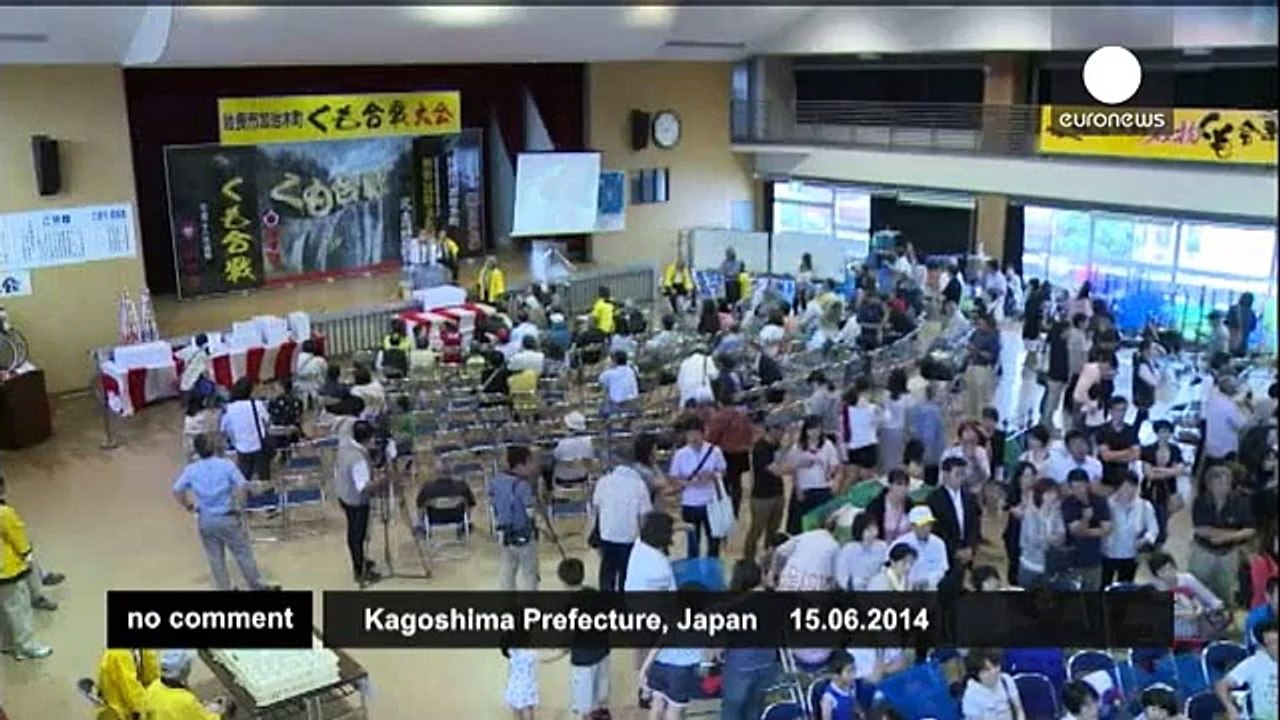 Japan - Annual spider fight in Kagoshima - no comment
