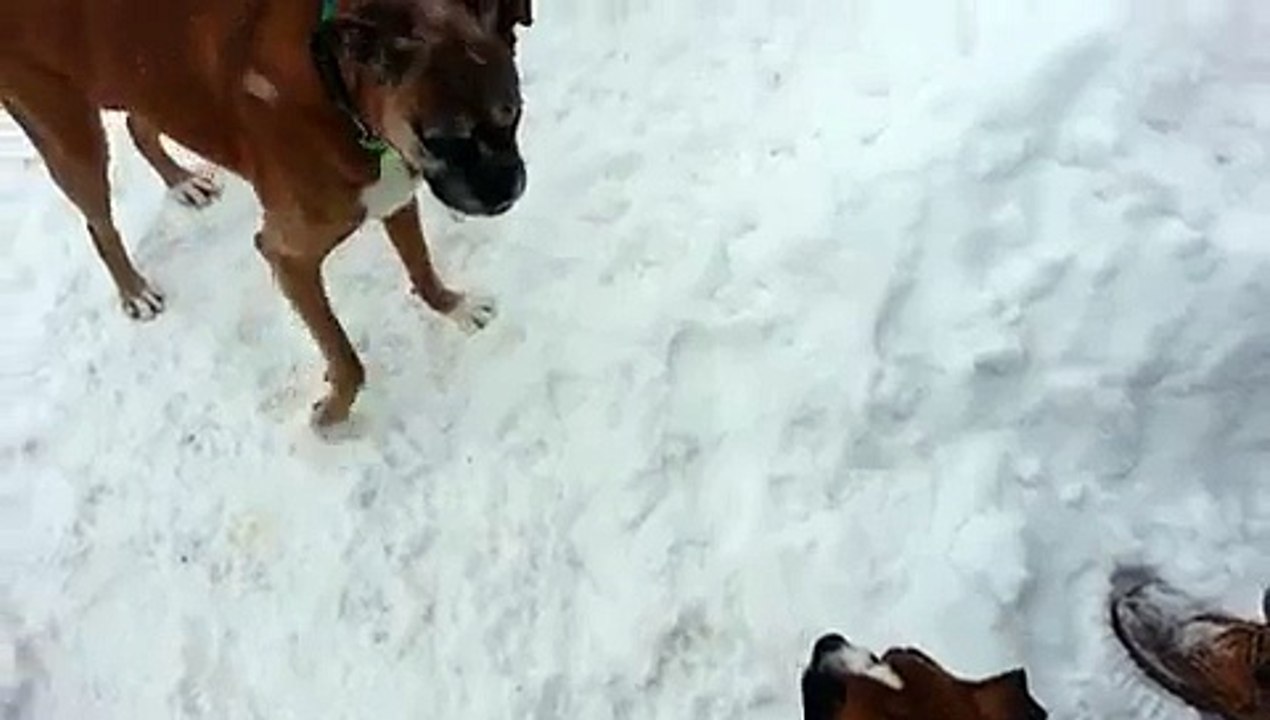 Regardez comment un chien fait tourner son fils en bourrique ! Je suis MDR !