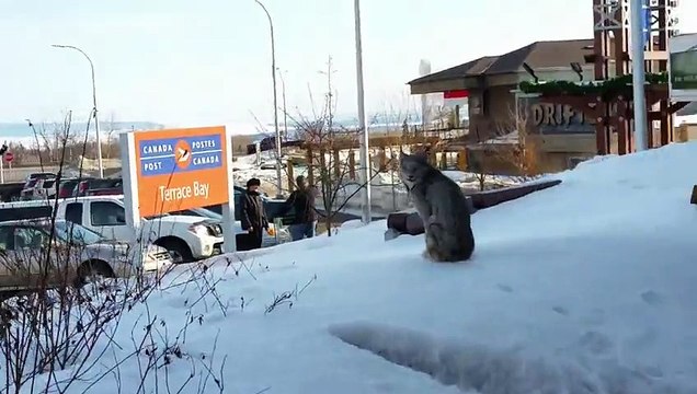Une femme se promène en pleine ville lorsqu'elle tombe sur un animal insolite !