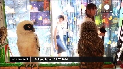Owl cafe in Tokyo - no comment