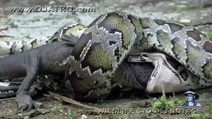 Python eats Alligator 02, Time Lapse Speed x6_clip0