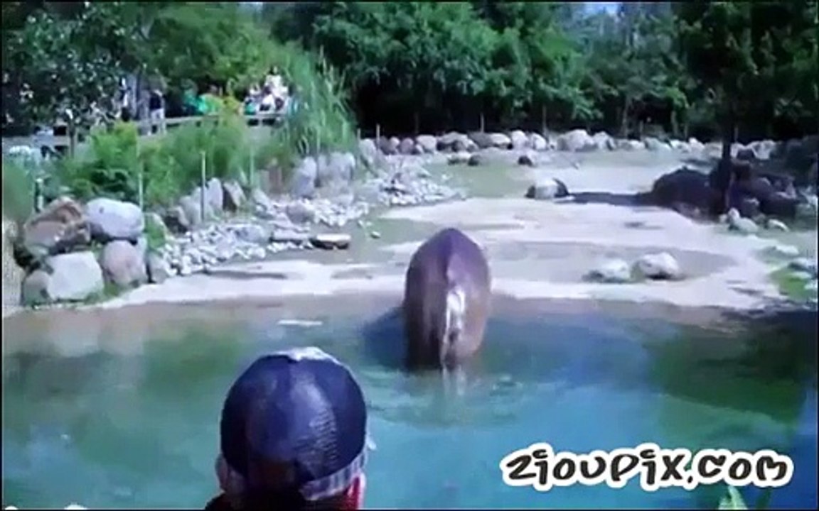 hippopotame lache un pet