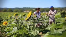 Dephy-semences en Drôme - Ardèche