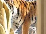 Hogle Zoo Tiger roar