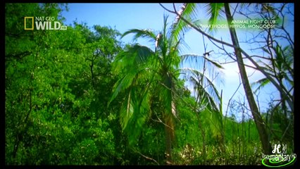 HD720p ( فيلم وثائقي ( نادي قتال الحيوانات 2
