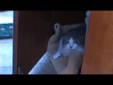 Very very angry cat attacks!