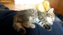 Cute Kitten Playing And Sleeping | Too Cute!