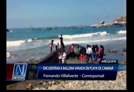 Arequipa: Pescadores encontraron ballena gris varada en playa de Ocoña