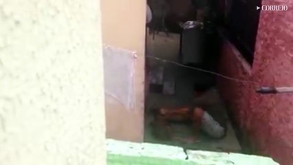 Homem espanca  o próprio cachorro em Valinhos