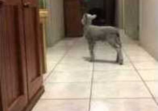 Energetic Lamb Loves to Bounce