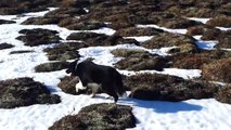 Sheep collecting in Iceland - dog digs up sheep from the snow 19 days after a sudden blizzard.