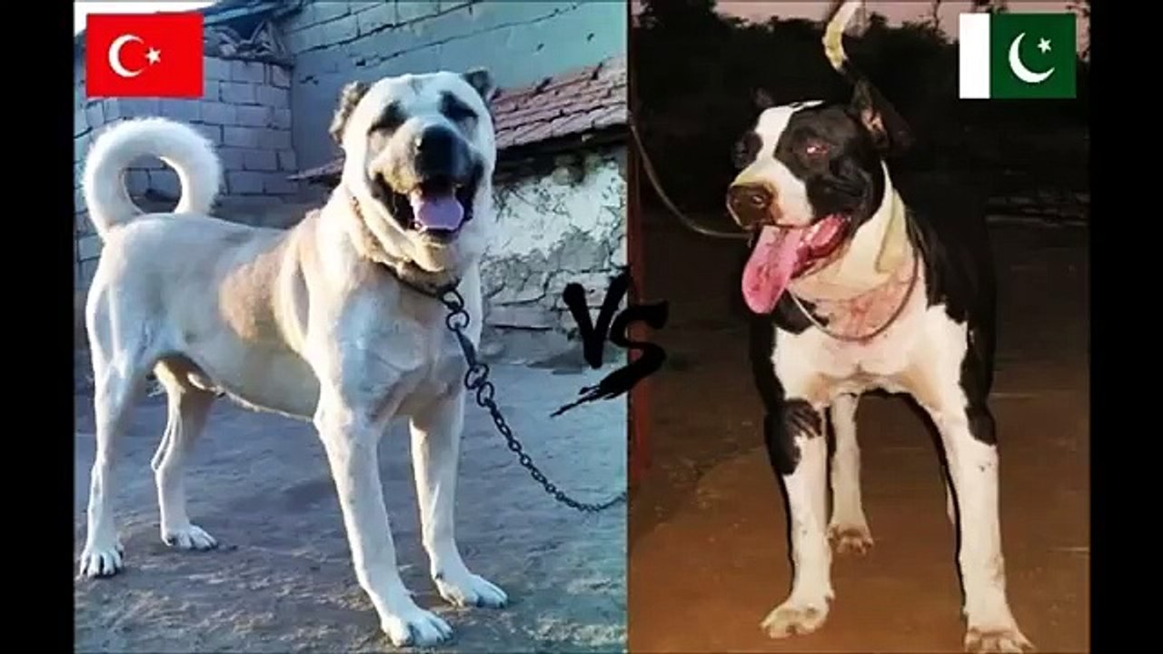 Kangal (Turkey) Vs Bully Kutta (Pakistan) Dog Fight Original Video