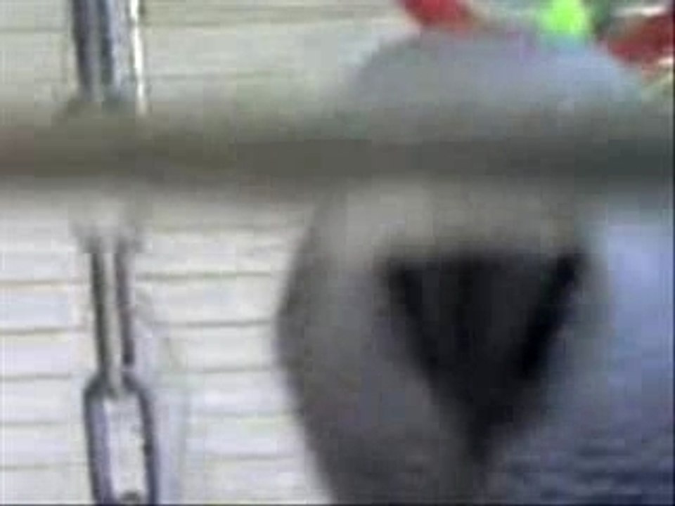 Murthly Parrot Swinging video Dailymotion