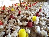 Cambodian Outreach Mission: Chicken Farm