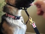German Shepherd does not like getting his teeth brushed