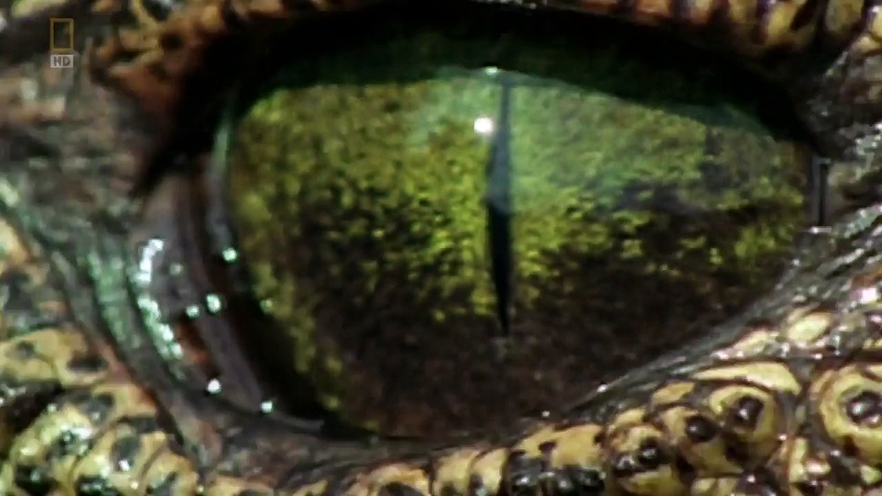 Czysta Nauka Czy Darwin Sie Mylil PL Dokument