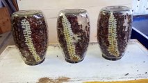 Bees Making Honey Comb in the Jar