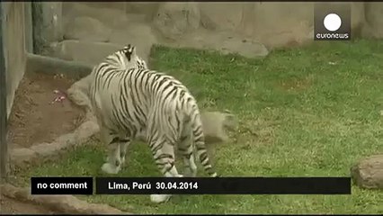 White Bengal tiger triplets make public debut in Peruvian Zoo - no comment