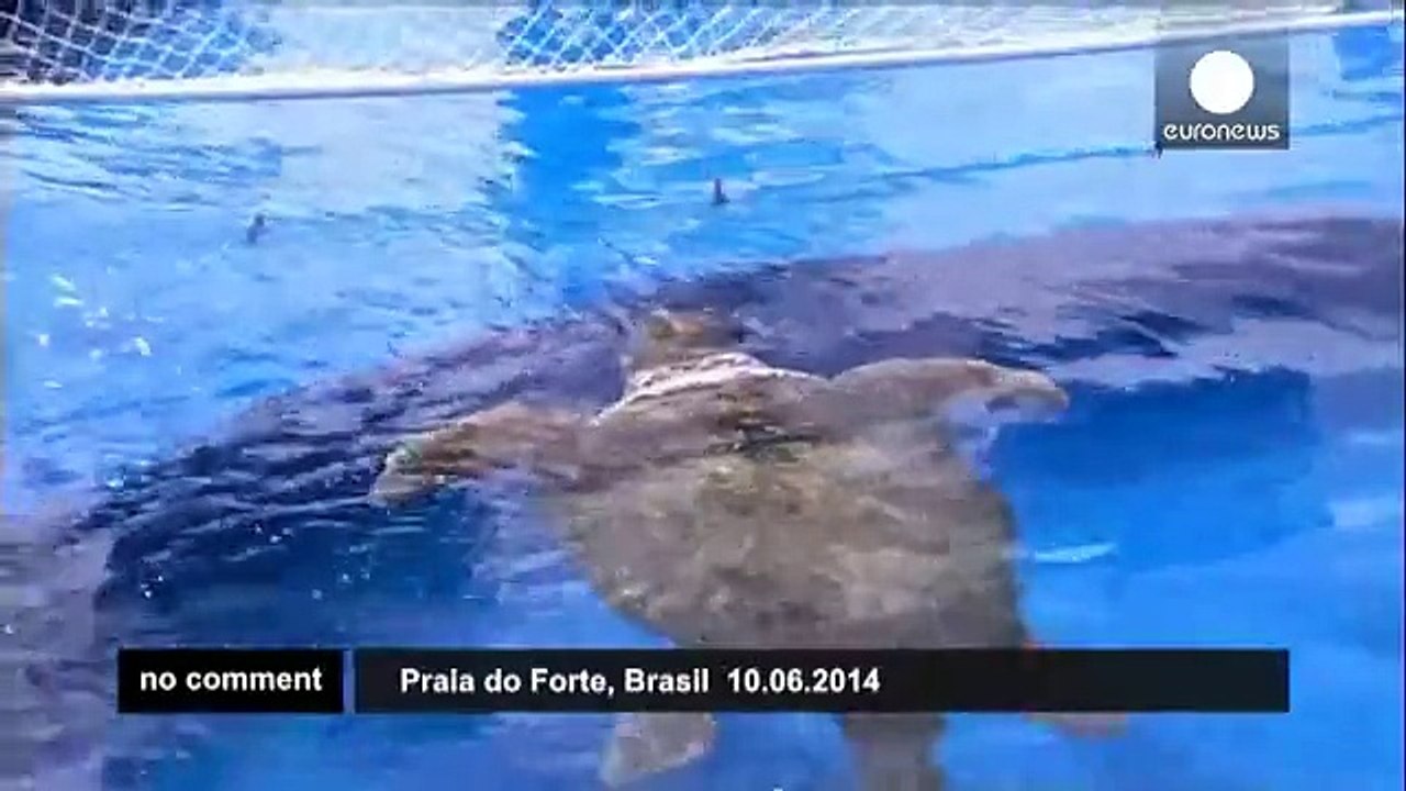 World Cup turtle tips Brazil win - no comment