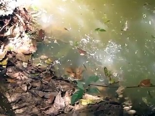 Ne pas déranger un anaconda