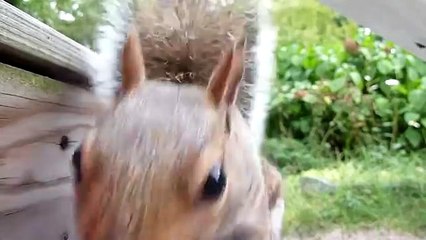very cute pet must watch