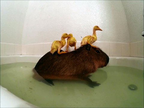 Bath time for this so adorable Capybara and his best friend the ducklings